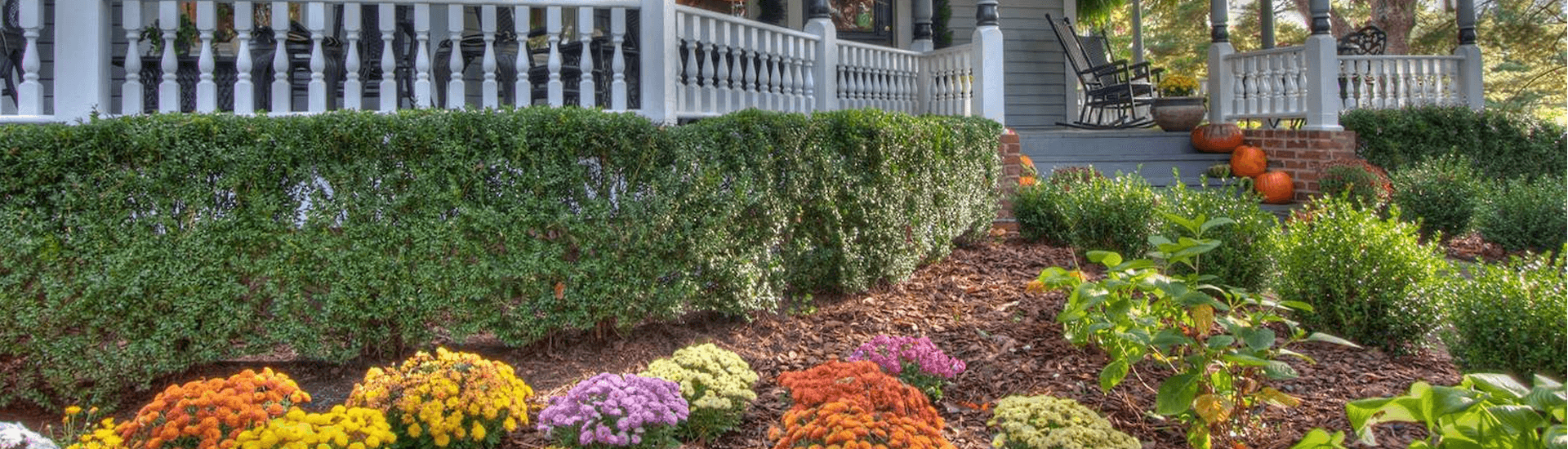 A front yard garden features colorful chrysanthemums and a neatly trimmed hedge beside a house with a porch.